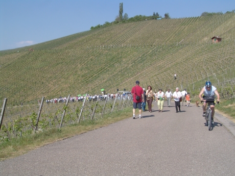 Durch die Weinberge